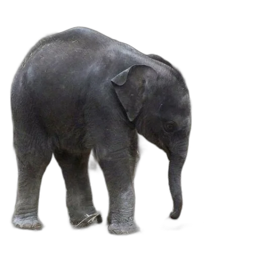 animal, creature, staff, weapon transparent PNG cut-out
