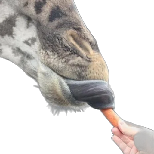 animal, creature, umbrella, weapon transparent PNG cut-out