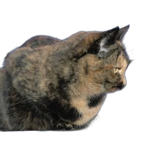 animal, creature, staff, crown transparent PNG cut-out