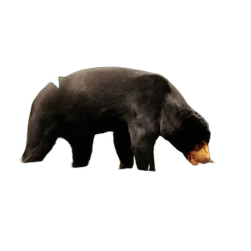 animal, food, creature, staff transparent PNG cut-out