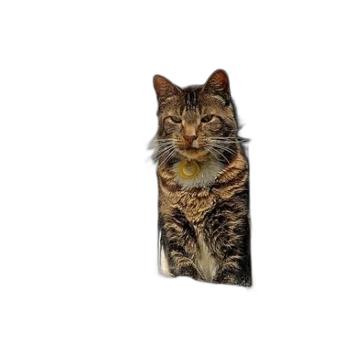 animal, staff, creature, face transparent PNG cut-out