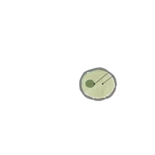 food, jewelry, weapon, flower transparent PNG cut-out