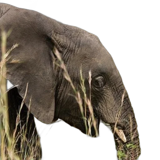 animal, creature, photorealistic, 3d render transparent PNG cut-out