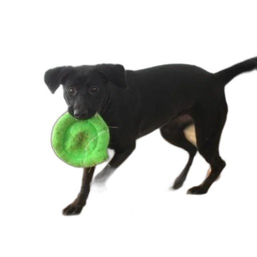 animal, staff, creature, weapon transparent PNG cut-out