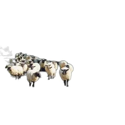 animal, jewelry, pixel art, concept art transparent PNG cut-out