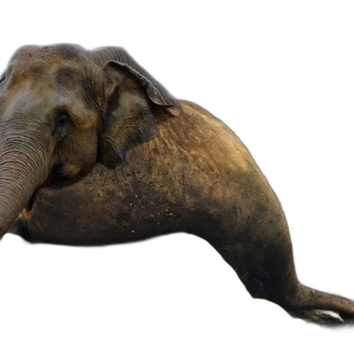 animal, creature, staff, hat transparent PNG cut-out