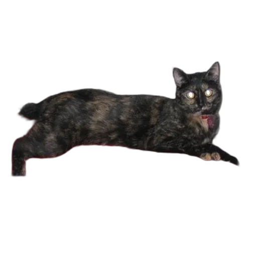 animal, creature, staff, dragon transparent PNG cut-out