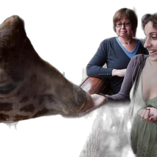 animal, creature, giraffe, leans transparent PNG cut-out