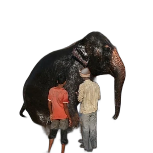 animal, creature, staff, weapon transparent PNG cut-out
