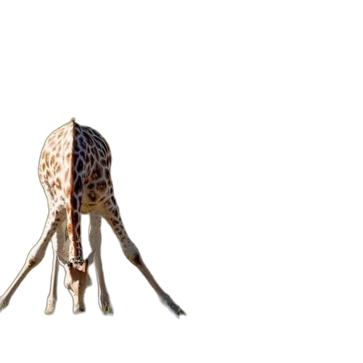 umbrella, animal, furniture, crown transparent PNG cut-out