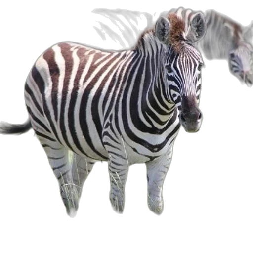 animal, creature, 3d render, concept art transparent PNG cut-out