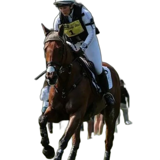 rider, chestnut, horse, grassy transparent PNG cut-out