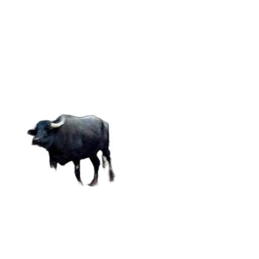 animal, creature, food, hat transparent PNG cut-out