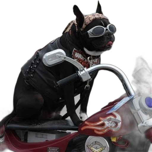 animal, car, creature, dragon transparent PNG cut-out