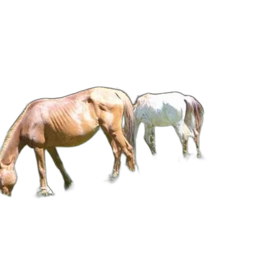 animal, jewelry, creature, food transparent PNG cut-out