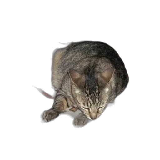 animal, creature, staff, face transparent PNG cut-out