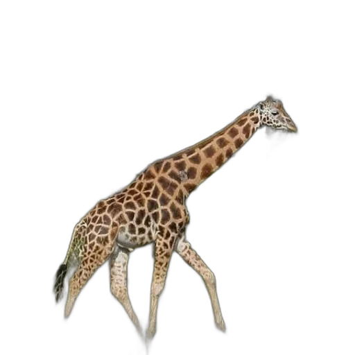 animal, creature, staff, jewelry transparent PNG cut-out