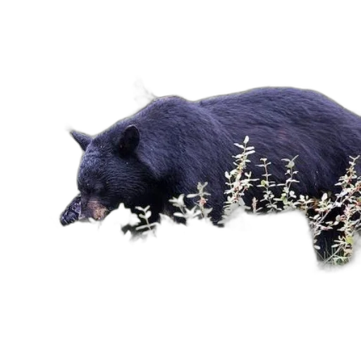 animal, creature, 3d render, photorealistic transparent PNG cut-out