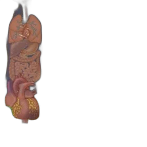 staff, jewelry, weapon, food transparent PNG cut-out