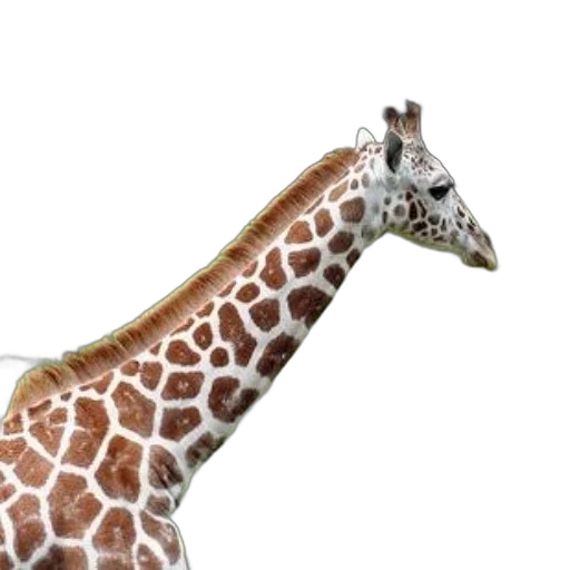 animal, creature, staff, hat transparent PNG cut-out