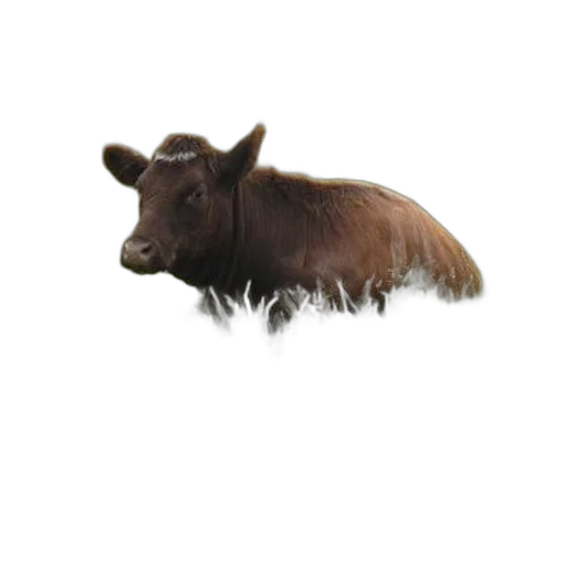 animal, hair, creature, staff transparent PNG cut-out