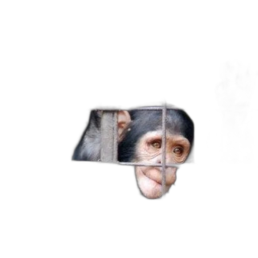 animal, face, mask, creature transparent PNG cut-out