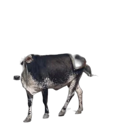 animal, creature, robot, food transparent PNG cut-out