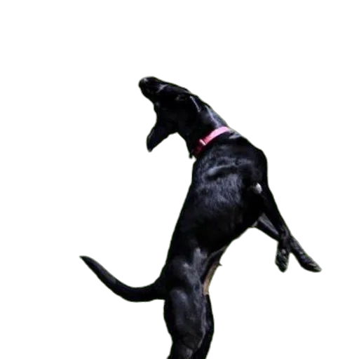 animal, staff, creature, dragon transparent PNG cut-out