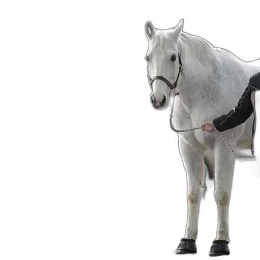 animal, staff, robot, jacket transparent PNG cut-out