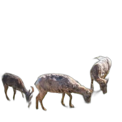 animal, creature, dragon, jewelry transparent PNG cut-out