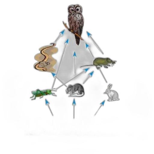 umbrella, jewelry, staff, animal transparent PNG cut-out