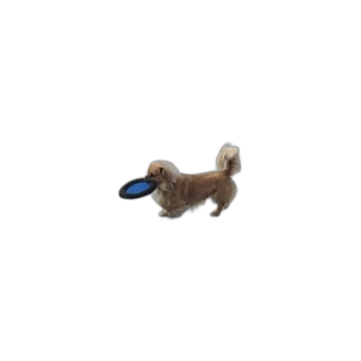 animal, staff, creature, shoes transparent PNG cut-out