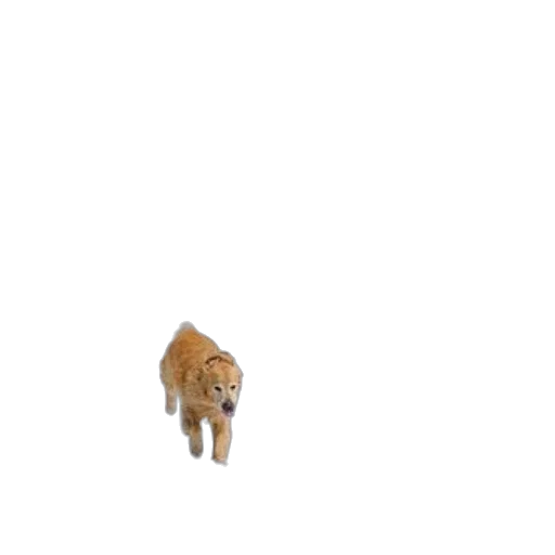 animal, creature, hair, hat transparent PNG cut-out