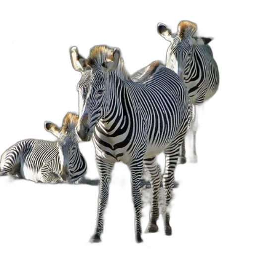 animal, creature, jewelry, furniture transparent PNG cut-out