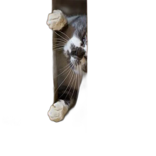 shoes, staff, animal, creature transparent PNG cut-out