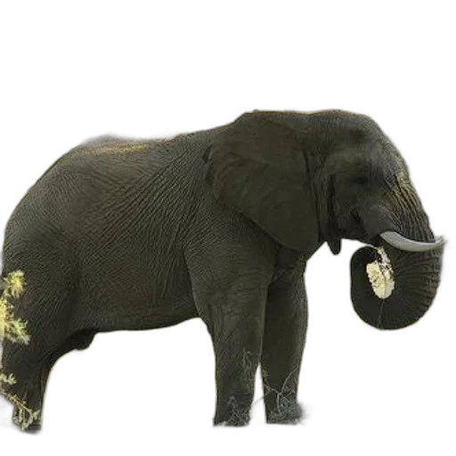 animal, jewelry, staff, creature transparent PNG cut-out