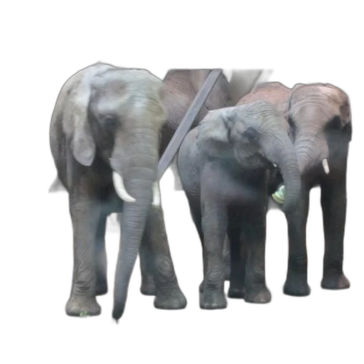 animal, staff, weapon, umbrella transparent PNG cut-out