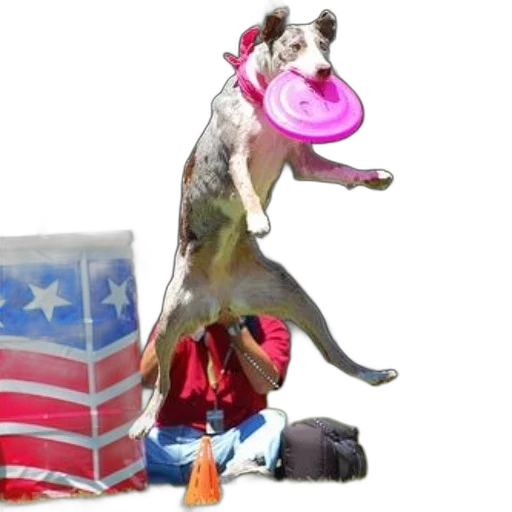 animal, hat, dog, jumps transparent PNG cut-out
