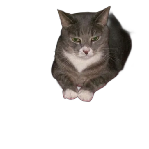 animal, creature, staff, shoes transparent PNG cut-out