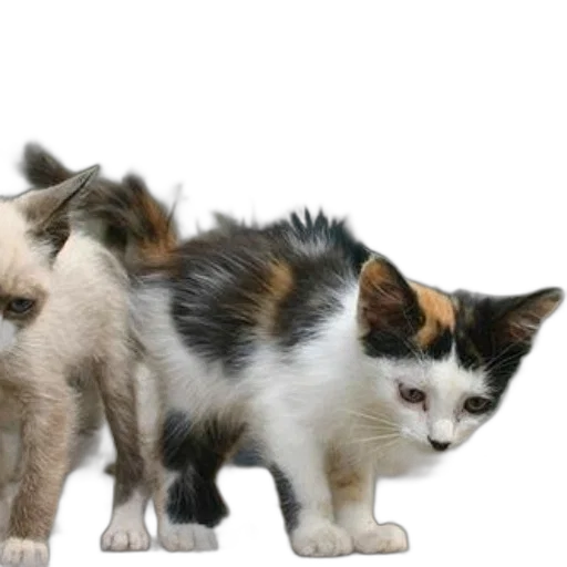 animal, staff, photorealistic, 3d render transparent PNG cut-out