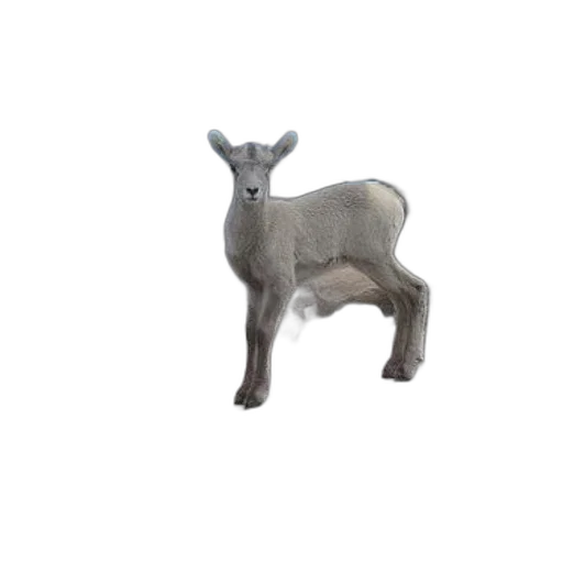 animal, creature, jewelry, furniture transparent PNG cut-out