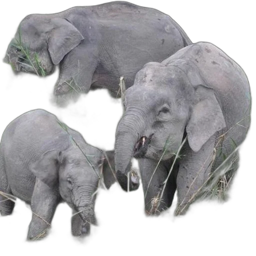 animal, creature, jewelry, mask transparent PNG cut-out
