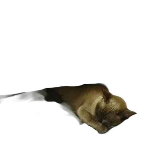 animal, staff, creature, hair transparent PNG cut-out