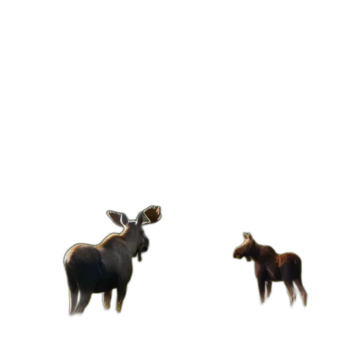 animal, furniture, crown, creature transparent PNG cut-out