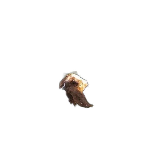 hair, hat, animal, creature transparent PNG cut-out