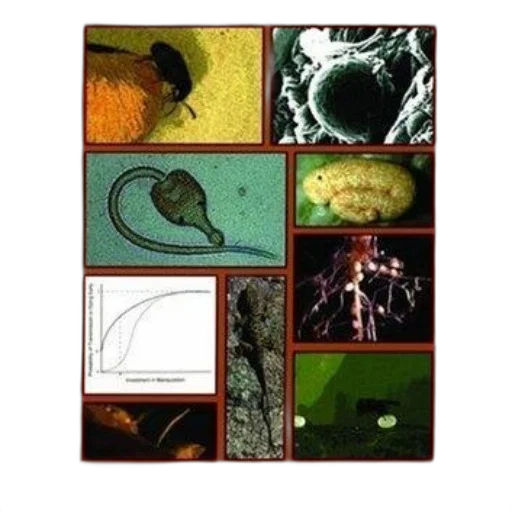 animal, creature, food, underwater transparent PNG cut-out