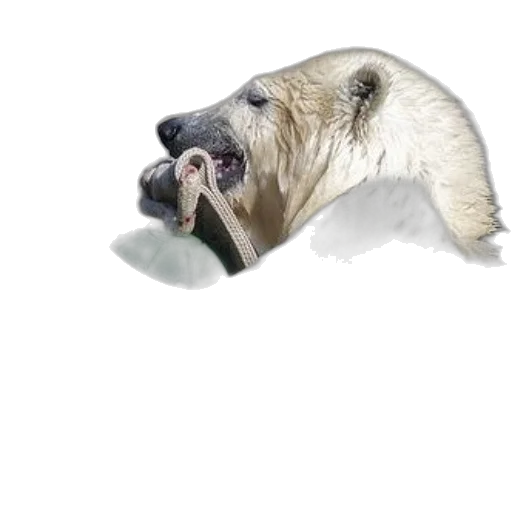 animal, creature, face, staff transparent PNG cut-out