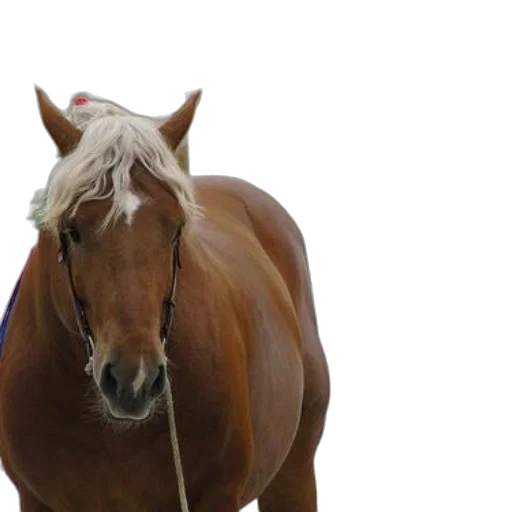 animal, hat, staff, crown transparent PNG cut-out