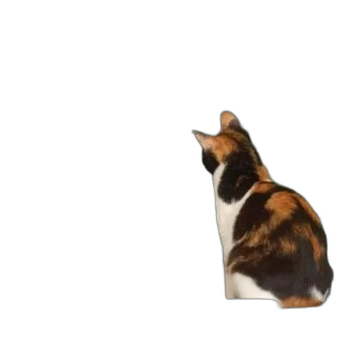 animal, creature, staff, hat transparent PNG cut-out