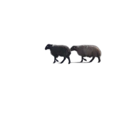 animal, hair, creature, car transparent PNG cut-out